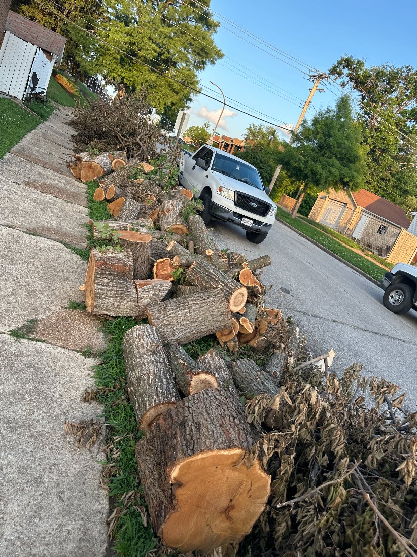 Pile of cut tree logs and brush stacked along the curb before removal