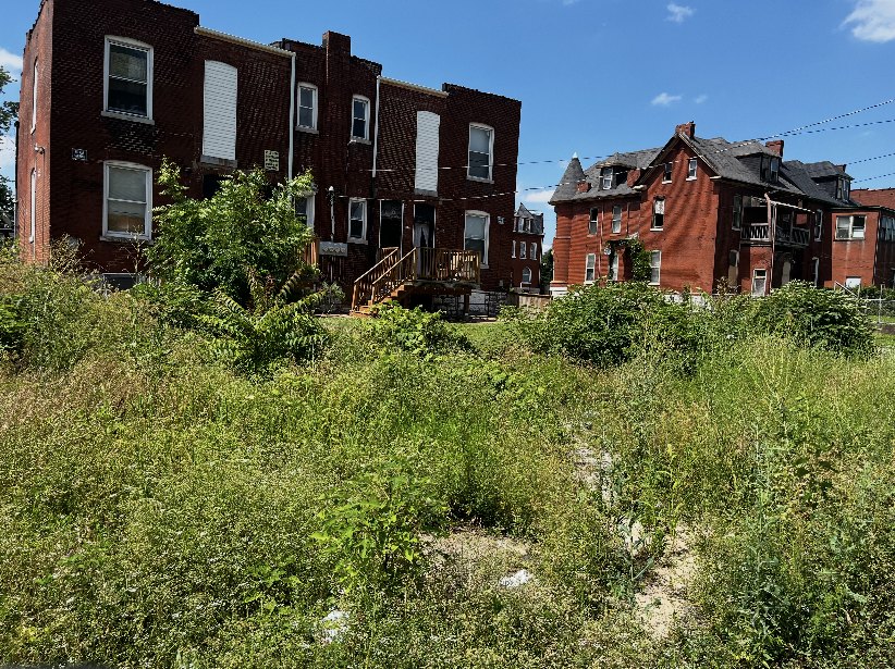 Vacant lot thick with tall weeds and brush before clearing